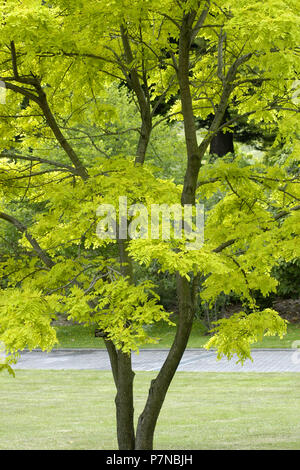 Robinia pseudoacacia commonly known in the USA as Black Locust tree.  In Australia, these trees are considered an environmental week. Stock Photo