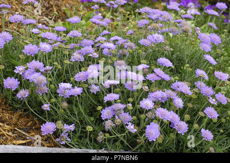 Pincushion flowers (Scabiosa triandra) New South Wales, Australia Stock Photo