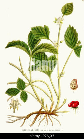 309 Rubus saxatilis. Stock Photo