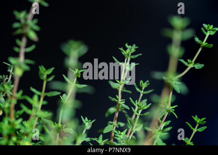 Fresh thyme spice isolated on black background, Herb and spicy plant for cook food Stock Photo