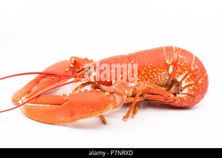 A boiled, cooked lobster, Homarus gammarus,  from the English Channel that has been caught in a pot. Photographed on a white background. Dorset Englan Stock Photo