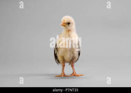 one little chick stand on grey background Stock Photo