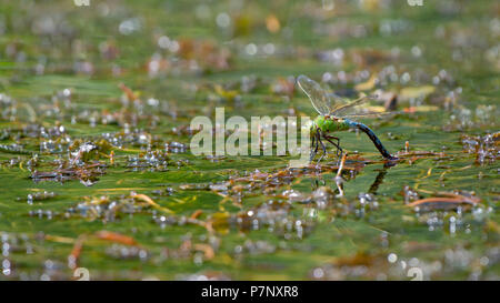Emperor dragonfly (Anax imperator), adult female laying eggs on water plants, Burgenland, Austria Stock Photo