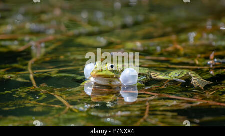 Green frog (Rana esculenta) with inflated sound bubbles in the water, Burgenland, Austria Stock Photo