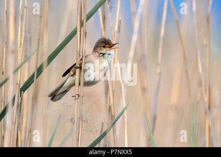 Reed warbler (Acrocephalus scirpaceus) sitting on a reed stalk and sings, Lake Constance, Vorarlberg, Austria Stock Photo