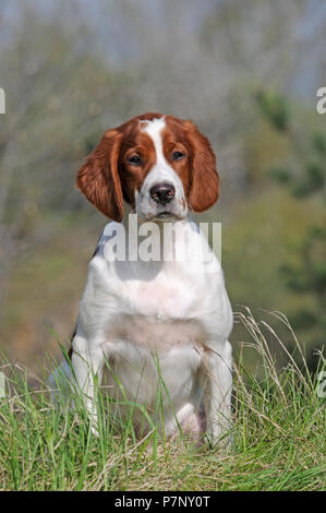 Irish Red and White Setter, puppy sitting in meadow Stock Photo