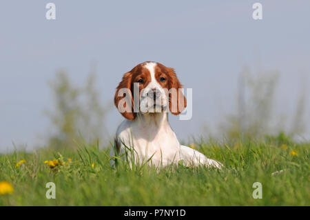 Irish Red and White Setter, puppy lying in the grass Stock Photo