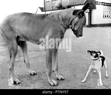 Great Dane and little Jack Russell Terrier looking at each other, England, Great Britain Stock Photo