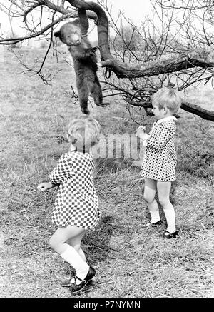 Two girls and a little bear hanging from a tree, England, Great Britain Stock Photo