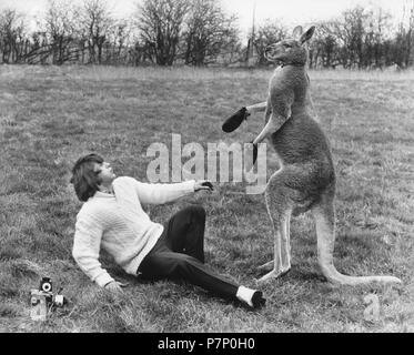 Man boxing with kangaroo, England, Great Britain Stock Photo