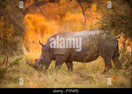 Rhinoceros in late afternoon, Kruger National Park Stock Photo