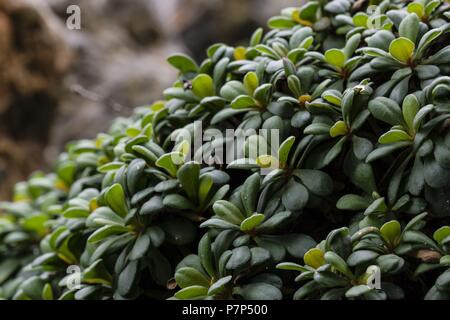 endemismo, Limonium majoricum, Jardí Botànic de Sóller, - Jardin Botanico dr Soller, Sierra de tramuntana, mallorca, Balearic islands, spain. Stock Photo