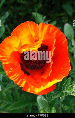 Poppy Head in close up Stock Photo