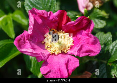 Carpenter Bee hovering above Dog Rose Stock Photo