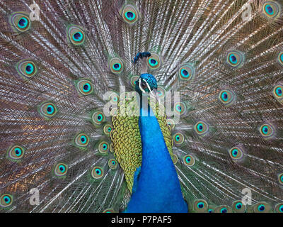 close up of a peacock with open feathers