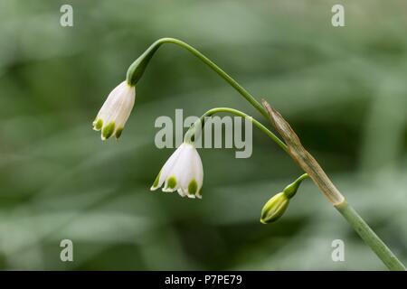 Leucojum aestivum, Jardí Botànic de Sóller, - Jardin Botanico dr Soller, Sierra de tramuntana, mallorca, Balearic islands, spain. Stock Photo