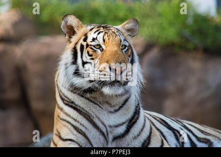 Louisiana State University's Live Mascot , Mike the Tiger. This tiger is LSU's 7th live mascot. Such a powerful and beautiful animal. Stock Photo