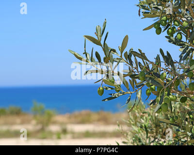 green olives with leafs are hanging on a tree overlooking the sea Stock Photo