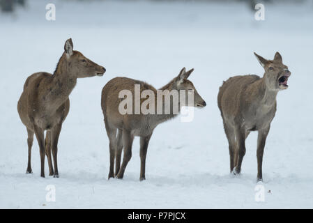 Red deer group standing in the winter forest, germany, (cervus elaphus) Stock Photo