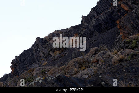 4 Patagonian Puma cubs resting on rock face, awaiting the return of their mother to lead them to a carcass to feed Stock Photo