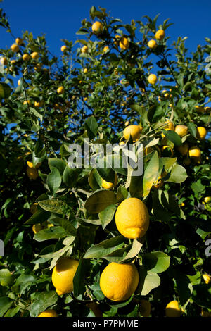Lemons on tree Stock Photo