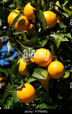 Oranges on tree Stock Photo
