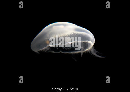 Jellyfish in a Dark Background Stock Photo