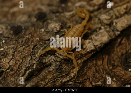 Bark scorpion, Centruroides sculpturatus, which has neurotoxic venenom Stock Photo