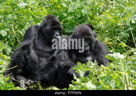 Adult gorilla family, part of the Amahoro Group in the mountains of Volcanoes National Park, Kinigi, Ruhengeri, Rwanda, East Africa Stock Photo