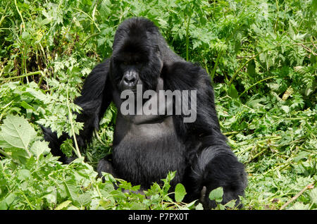 Silverback Gorilla of the Amahoro Group in the mountains of Volcanoes National Park, Kinigi, Ruhengeri, Rwanda, East Africa Stock Photo