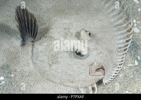 Australian fish hi-res stock photography and images - Alamy