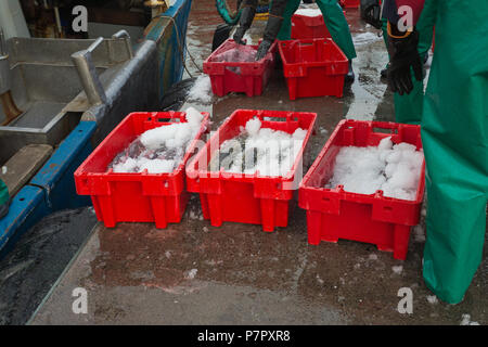 landed fresh fish in plastic crates being offloaded from moored fishing boat on jetty ready for transport in Hout Bay, Cape Town Stock Photo