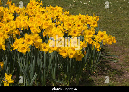 Beautiful flowerbed of narcissus in the park Stock Photo