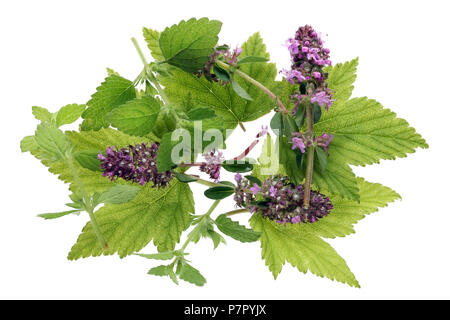 The basis for vitamin summer  forest green tea - fresh currant  and mint  leaves with thyme flowers. Isolated on white macro studio top view shot Stock Photo