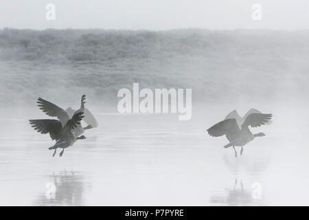 Canada Goose (Branta canadens). Flock of geese taking off in early morning fog on the Yellowstone River. Yellowstone National Park, Wyoming, USA. Stock Photo