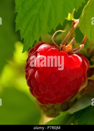 Raspberry Stock Photo