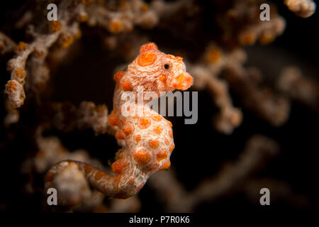 A Pygmy Seahorse - Hippocampus bargibanti - in its host gorgonion sea fan coral. Taken in Komodo National Park, Indonesia. Stock Photo