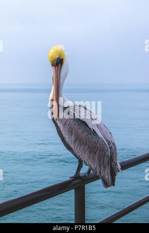 Pelican in Huntington Beach that was posing on the pier as I was waking by to see this magnificent bird. Stock Photo