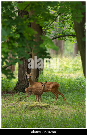 a roe deer with her fawn in the forest Stock Photo