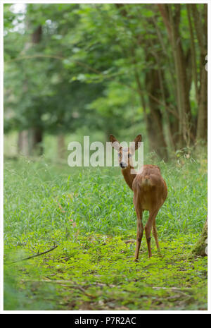 a roe deer with her fawn in the forest Stock Photo