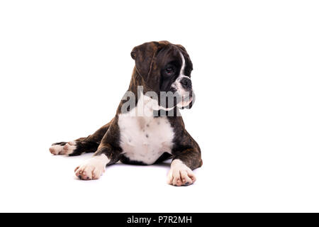 A young and beautiful boxer puppy, isolated over white background Stock Photo