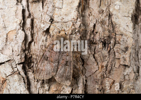 Braune Erdeule, Braune Staudenflureule, Rotgefranste Erdeule, Diarsia brunnea, purple clay, purple clay moth, Eulenfalter, Noctuidae, noctuid moths, n Stock Photo