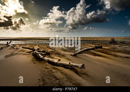 Pieces of dead trees stranded on a beach at low tide Stock Photo