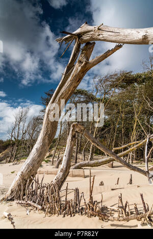 Dead trees partially buried in the sand dune were broken by the wind during a storm, Authie bay, Berck-plage Stock Photo
