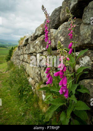 Fox Gloves by Hadrians Wall Stock Photo