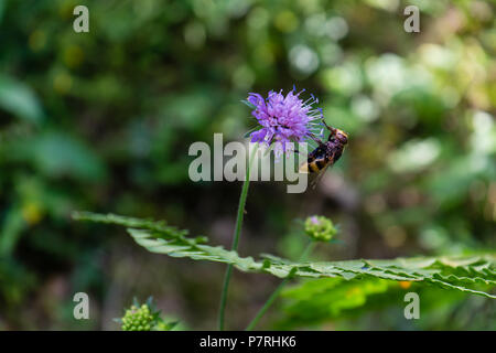 wasp on purple flower with green leaf in the back Stock Photo