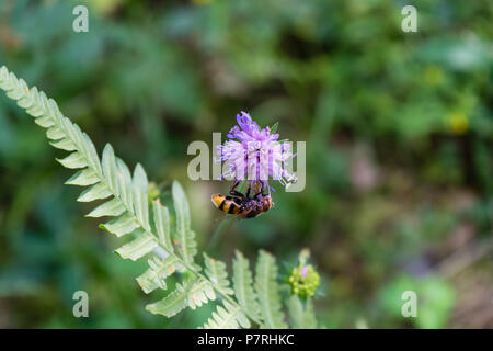 wasp on purple flower with green leaf in the back Stock Photo