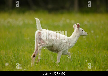 White white-tailed deer (Odocoileus virginianus), New York, leucistic doe, (female) Stock Photo