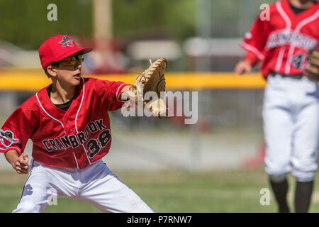 First baseman preparing to catch throw, boys afternoon junior baseball game. Cranbrook, BC. Stock Photo