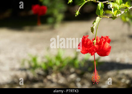 Hibiscus, also rose mallow, flowering plant in Campeche, Mexico. Species Hibiscus rosa-sinensis, also Chinese hibiscus, China rose, or Hawaiian hibis. Stock Photo